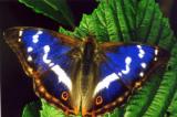 Apatura iris - Gro&szlig;er Schillerfalter, Foto (c) Ingrid Altmann