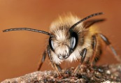 Bienchen, Foto (c) Ingrid Altmann