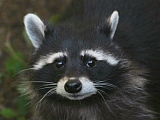 Junger Waschb&auml;r (c) Ingrid Altmann